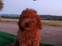 Toy poodle 3 aylık