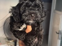 Maltipoo Yavru