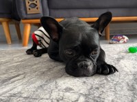 French bulldog 2 yaşında