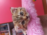Scottish fold golden tabby