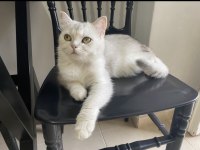 Güzeller güzeli british shorthair pamuk