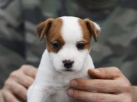 FCI şecereli safkan 2 dişi yavru köpeğimiz aile arıyor
