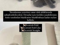 2 Aylık Scottish Straight