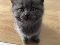 British Shorthair Kediler Enerjilerine Yetişemiyoruz