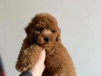 Toy Garantili Orjinal Erkek Toy Poodle Yavrumuz