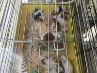 Guinea pigler