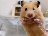 HAMSTER-GONZALES YAVRULARIMIZ HERYERE GÖNDERİM