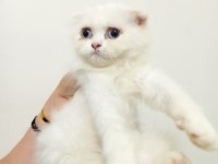Scottish fold