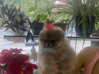 3 Aylık Yavru Pomeranian Boo
