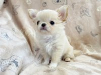 IRKININ EN İYİ KÖPEĞİNE SAHİP OLMAK İSTEYENLER İÇİN
