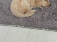 Golden Retriever Dişi Yavru