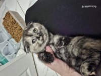 Günlük scottish fold