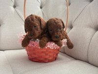 SAFKAN RED BROWN TOY POODLE