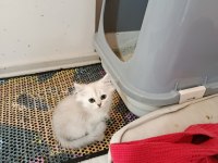BRİTİSH 3 KARDEŞ KEDİMİZ