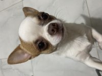 9 Aylık Erkek Beyaz Chihuahua