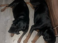 IRK GARANTİLİ HER İLE GÖNDERİM MEVCUT ROTTWEİLER KÖPEKLER