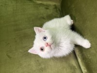 3 adet dişi british shorthair yavrumuz