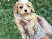 Cavapoo yavrularım