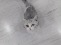 2,5 aylık british shorthair