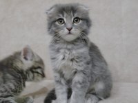 Sahiplendirme scottish fold