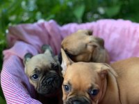 French bulldog yavrular 2 dişi 1 erkek 50 günlük
