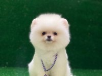 Blacks Petshop Garantisiyle Pomeranian Boo Yavrularımız