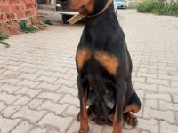 A kalite doberman yavrular