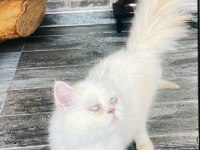 İran Kedisi 4 Yaşında Prenses