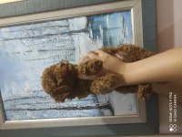 İDDİALIYIZ EN KÜÇÜK POODLE KORELER BİZDE