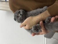 Scottish Fold Blue Dişi Yavrumuz