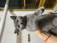 45 günlük yavru scottish fold kediler