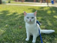 British Shorthair Mavişe Eş Arıyoruz