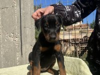 King Doberman Köpekler