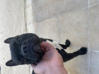 12 aylık erkek french bulldog