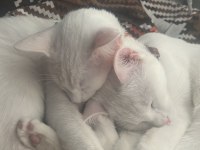 2 adet evcil Beyaz Ankara Kedisi Sahiplendirme