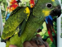 BLUE FRONT AMAZON PAPAĞANI BEBEK
