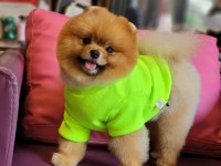 Efsane 1.5 yaşında pomeranian erkek izmir
