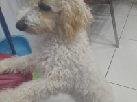 Sahiplendirme çok tatlı ismi pamuk pekinez