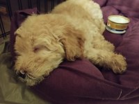2 aylık toy poodle her şeyi ile vereceğim