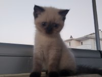 2 aylık yavru british shorthair