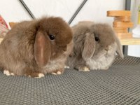 MİNİ LOP CHOCOLATE RENK TAVŞAN