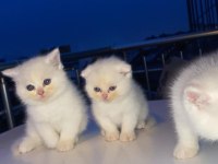 Scottish blue point ve british shorthair