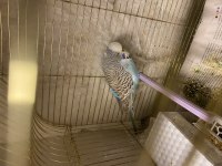 Damızlık Arka Arkaya Doğuran Muhabbet Kuşu Seti