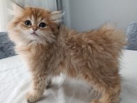 Premium Güzellikte British Longhair