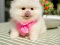 MİNİ BOY AYICIK PRENSES POMERANİAN