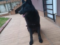 Solid Black Alman Kurdu Oğluma Eş Arıyorum