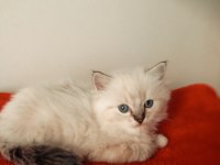 Uygun fiyata ragdoll yavru