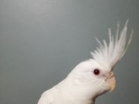 Erkek Albino Sultan Papağanı Yavru