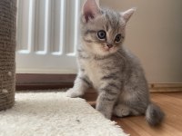 Güzeller güzeli cins scottish fold yavrularımız
