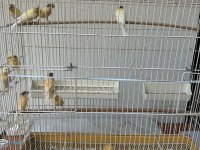 Yavru ve yavrulu kanarya çiftler